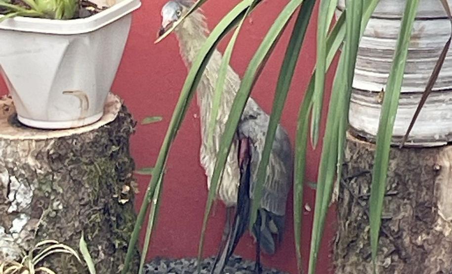 Técnicos do IAT resgatam ave de grande porte com a asa ferida em Pitanga