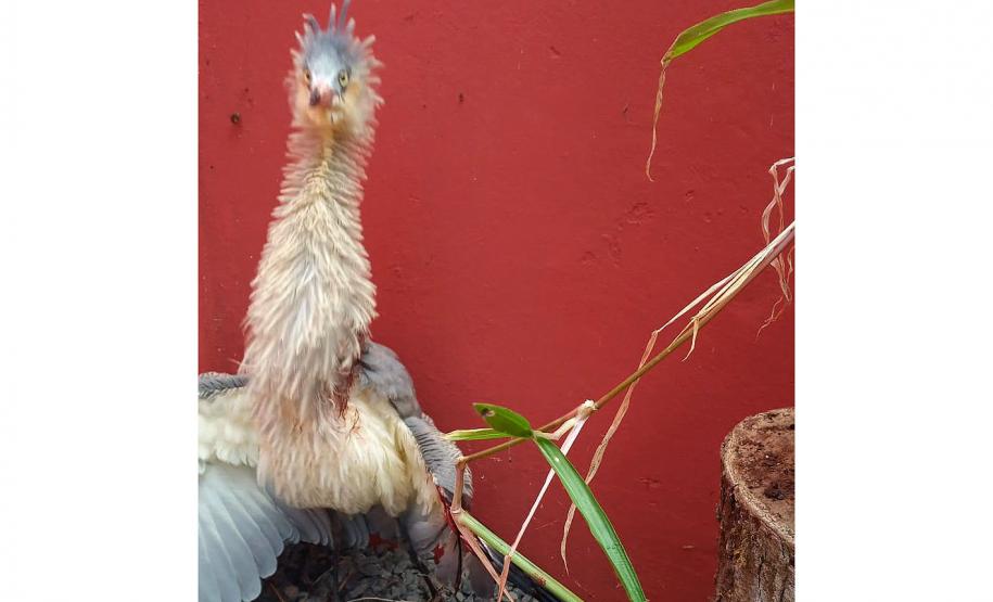 Técnicos do IAT resgatam ave de grande porte com a asa ferida em Pitanga