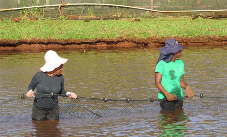 Pesquisa genética de tilápias da UEM avança com estudo de pesquisadoras moçambicanas