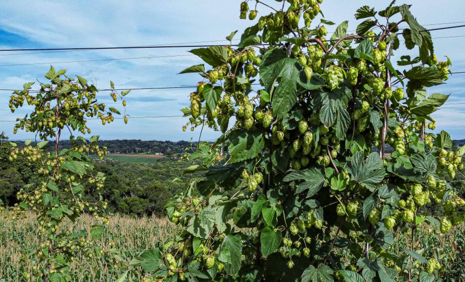 Com pesquisa e iniciativas pioneiras, Paraná pode se tornar a terra do lúpulo no futuro