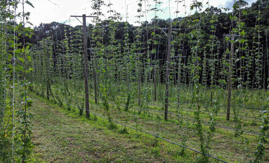 Com pesquisa e iniciativas pioneiras, Paraná pode se tornar a terra do lúpulo no futuro