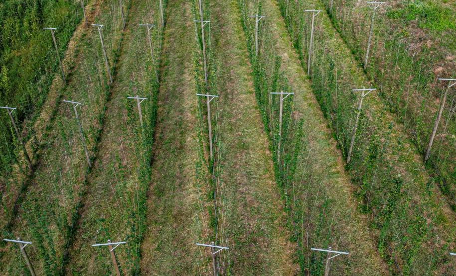 Com pesquisa e iniciativas pioneiras, Paraná pode se tornar a terra do lúpulo no futuro