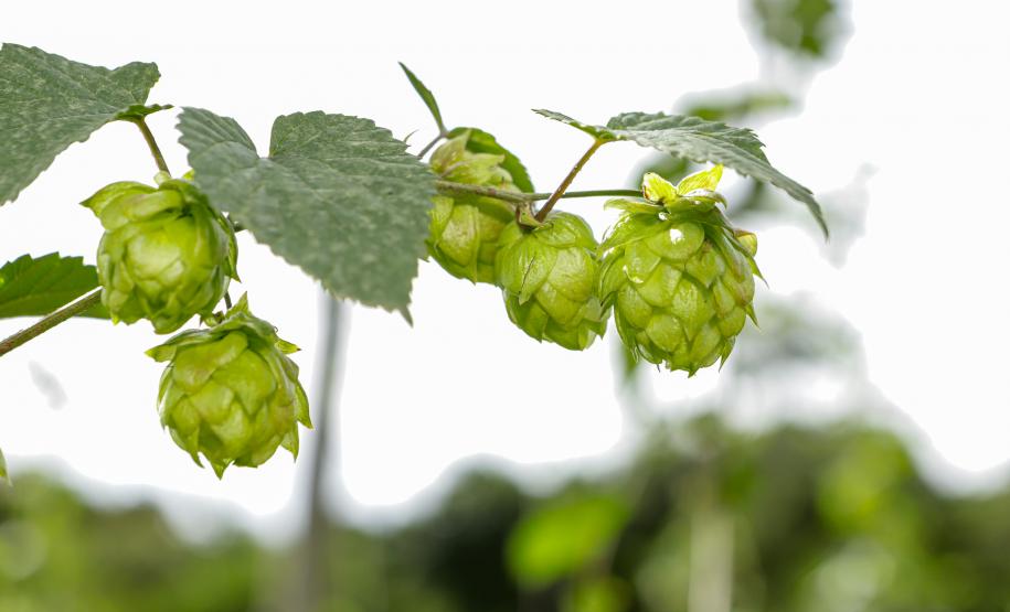 Com pesquisa e iniciativas pioneiras, Paraná pode se tornar a terra do lúpulo no futuro