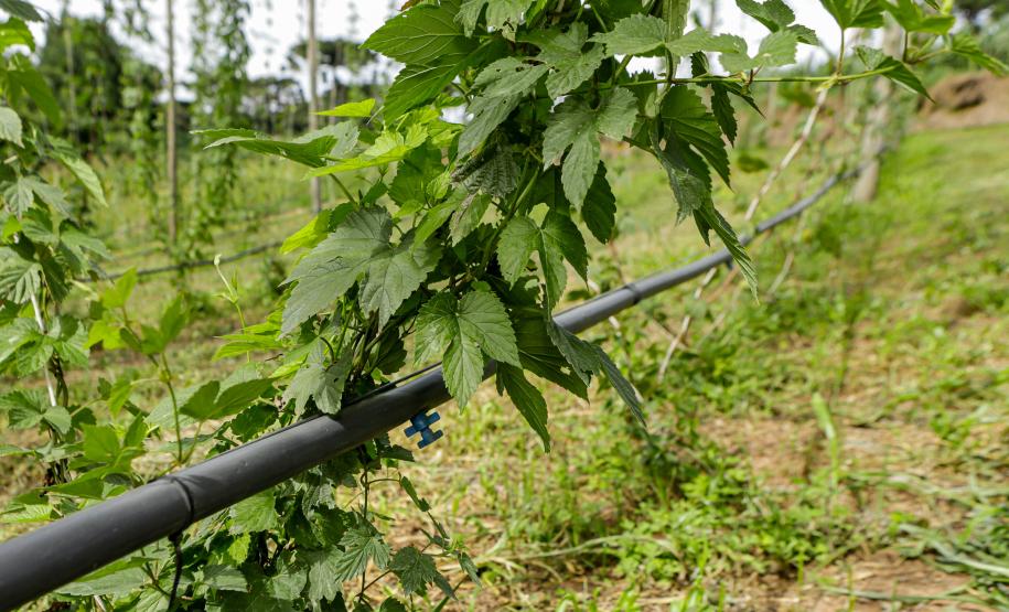 Com pesquisa e iniciativas pioneiras, Paraná pode se tornar a terra do lúpulo no futuro