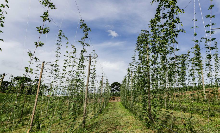 Com pesquisa e iniciativas pioneiras, Paraná pode se tornar a terra do lúpulo no futuro