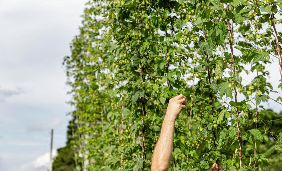 Com pesquisa e iniciativas pioneiras, Paraná pode se tornar a terra do lúpulo no futuro
