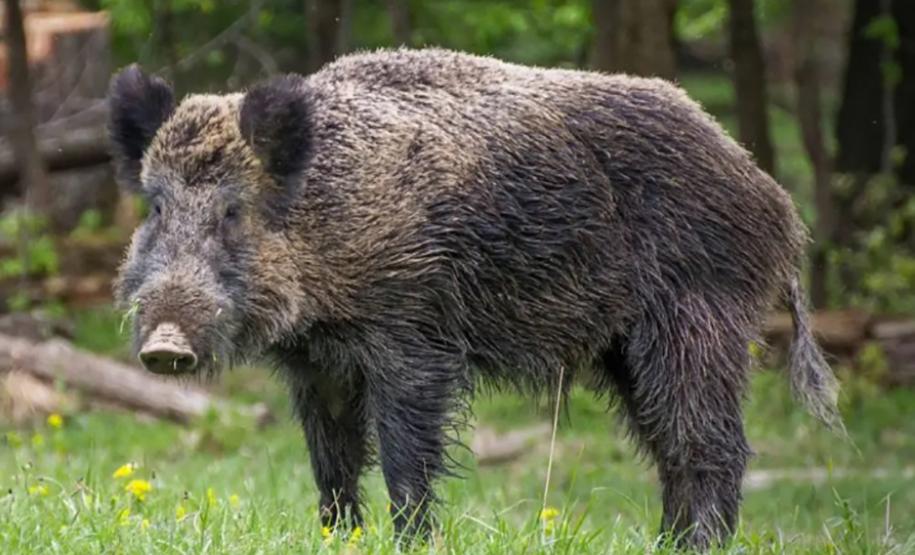 Pesquisador da UEL coordena relatório nacional sobre espécies invasoras na natureza