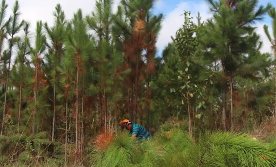 Pesquisador da UEL coordena relatório nacional sobre espécies invasoras na natureza