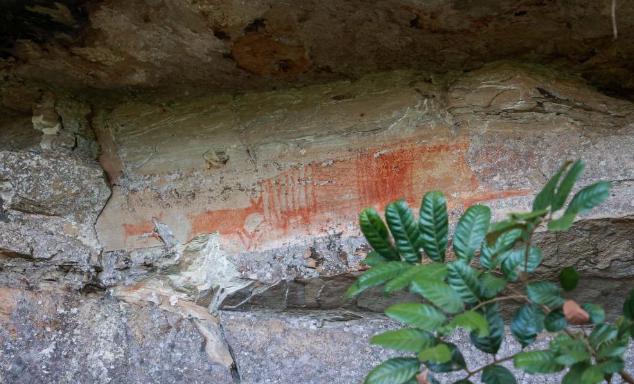 Cervos, araucárias e humanos: a pré-história do Paraná está nas paredes de Piraí do Sul