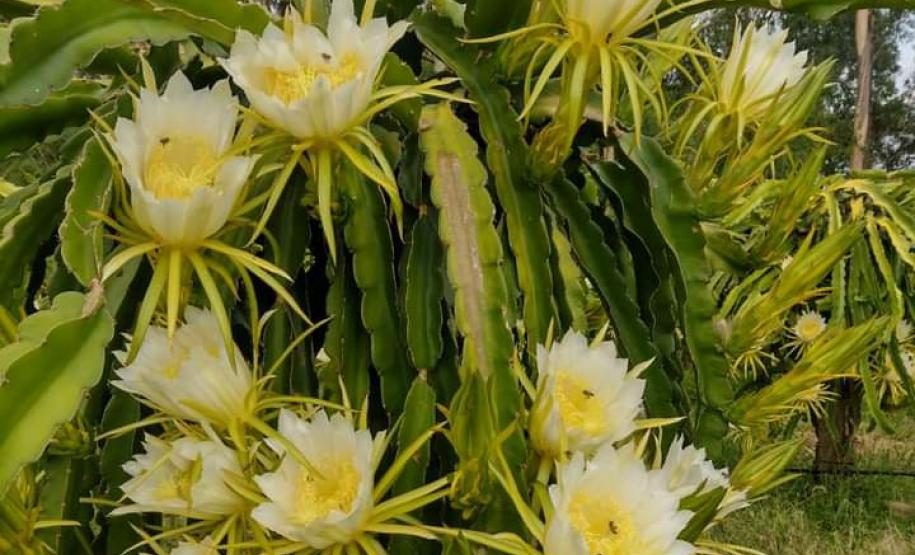 Geleia de pitaya de produtores de Bela Vista da Caroba vai ser apresentada em feira no Canadá