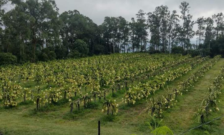 Geleia de pitaya de produtores de Bela Vista da Caroba vai ser apresentada em feira no Canadá