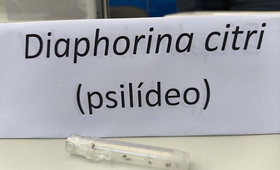Adapar leva à ExpoLondrina ações sobre combate ao greening e gripe aviária
