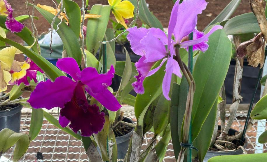 Turismo rural e rotas temáticas aumentam renda de produtores e são tema da ExpoLondrina