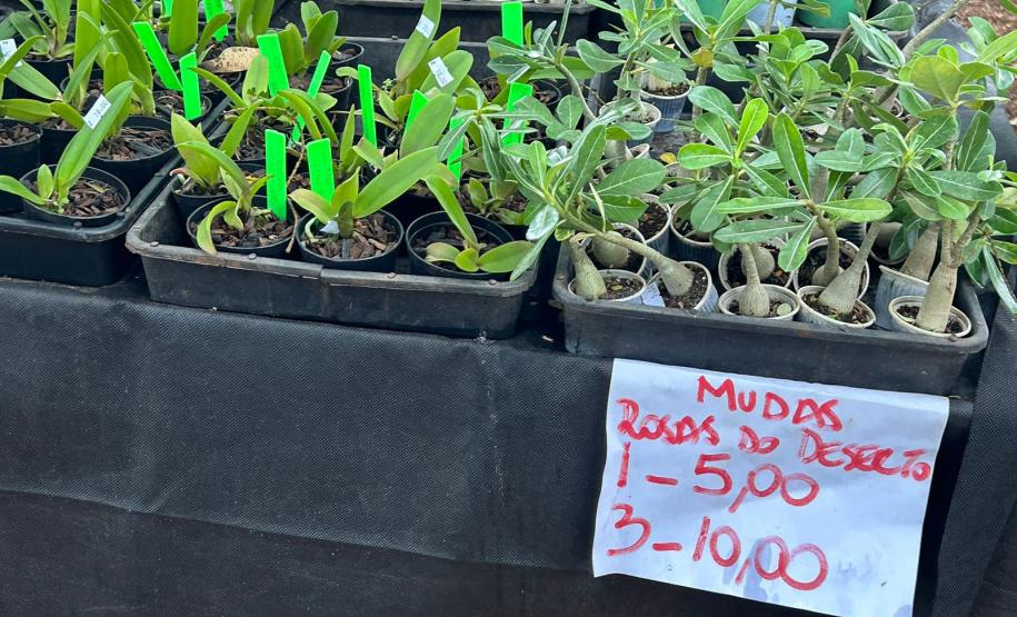 Turismo rural e rotas temáticas aumentam renda de produtores e são tema da ExpoLondrina