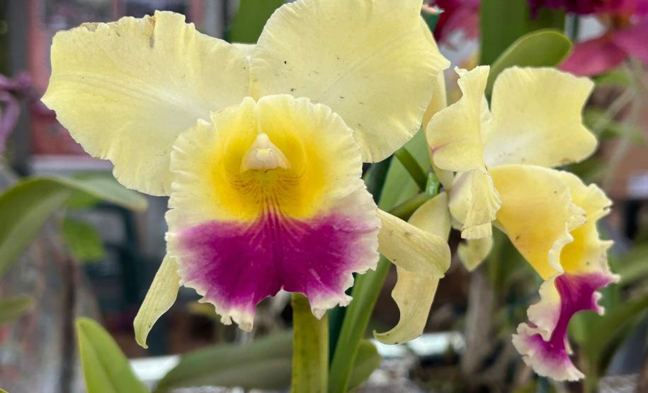 Turismo rural e rotas temáticas aumentam renda de produtores e são tema da ExpoLondrina