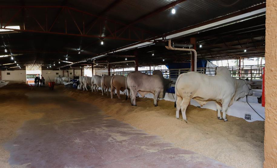 Governador em exercício destaca força do agro paranaense em visita à Expoingá