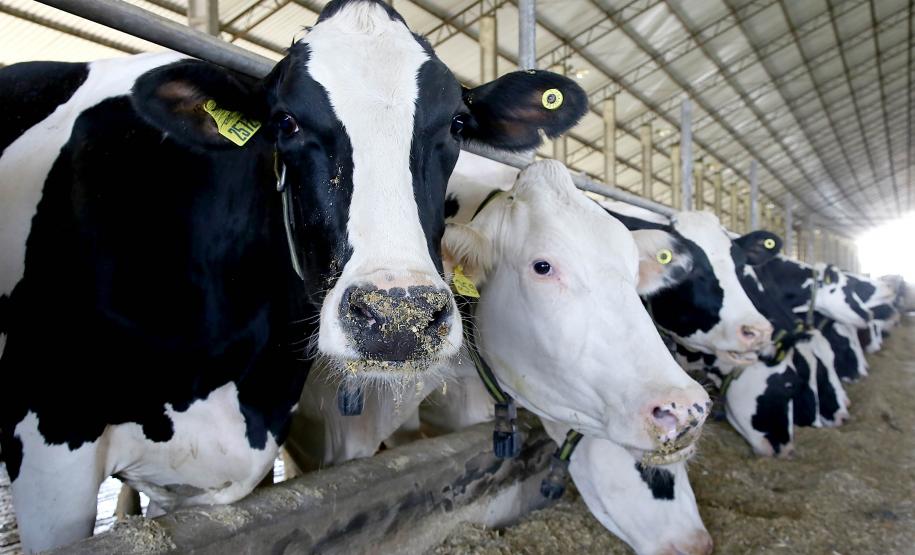 Encontro na Expoingá discute desafios e oportunidades da pecuária leiteira do Paraná