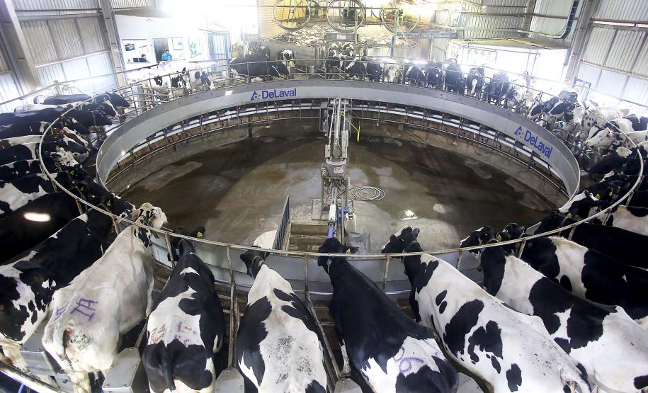 Encontro na Expoingá discute desafios e oportunidades da pecuária leiteira do Paraná