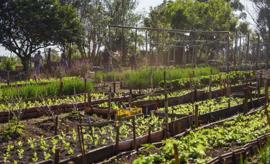 Projeto de extensão da UEM promove cultivo de alimentos para pessoas em recuperação