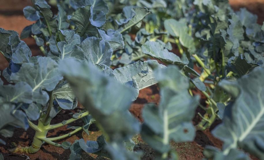 Projeto de extensão da UEM promove cultivo de alimentos para pessoas em recuperação