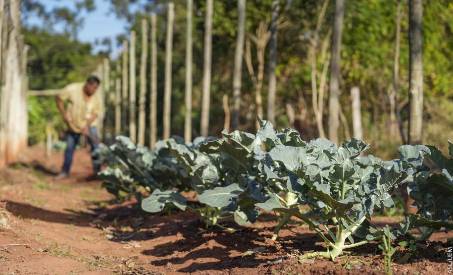 Projeto de extensão da UEM promove cultivo de alimentos para pessoas em recuperação