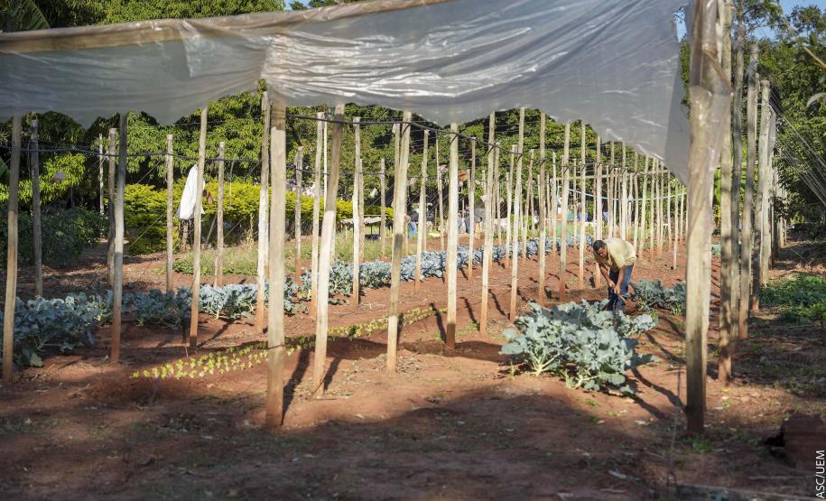 Projeto de extensão da UEM promove cultivo de alimentos para pessoas em recuperação