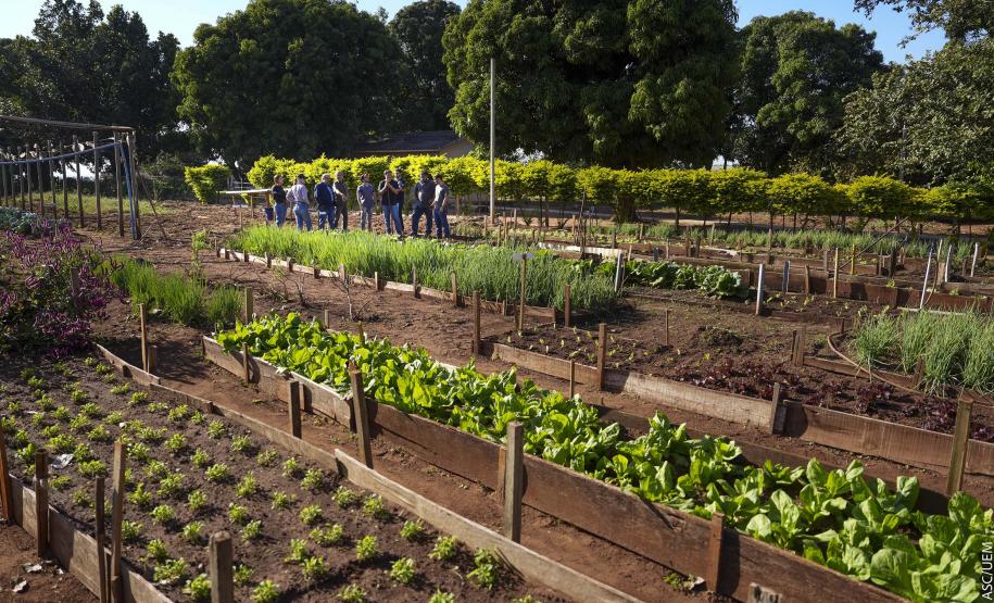 Projeto de extensão da UEM promove cultivo de alimentos para pessoas em recuperação