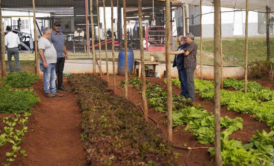 Projeto de extensão da UEM promove cultivo de alimentos para pessoas em recuperação