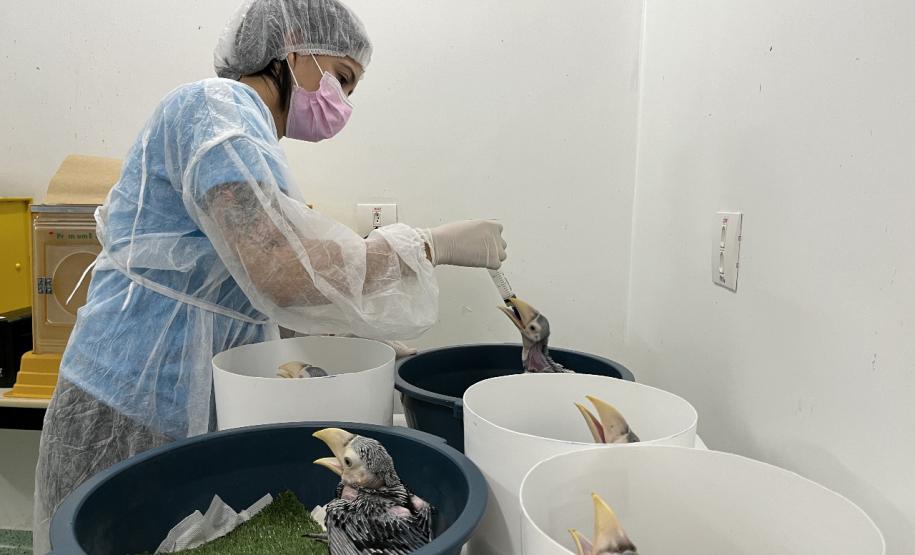 Com 108 novos animais, governo atualiza Lista de Espécies da Fauna Ameaçada