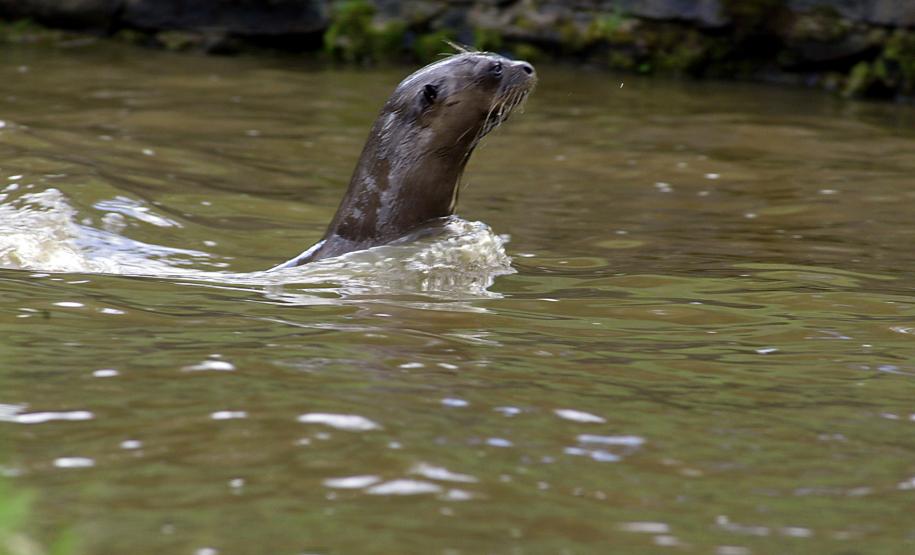 Com 108 novos animais, governo atualiza Lista de Espécies da Fauna Ameaçada