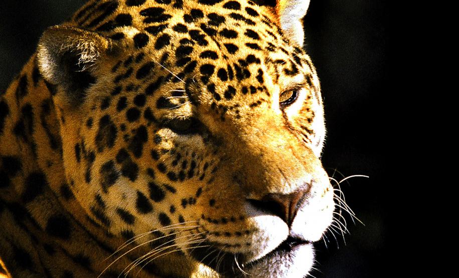 Com 108 novos animais, governo atualiza Lista de Espécies da Fauna Ameaçada