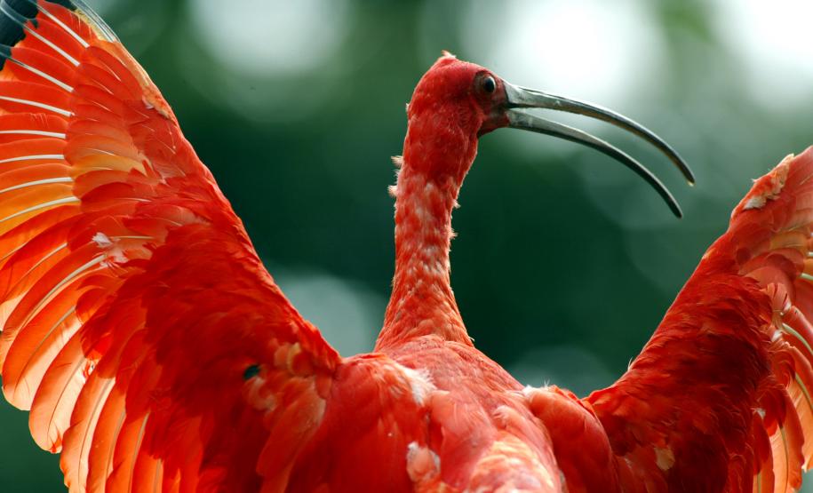 Com 108 novos animais, governo atualiza Lista de Espécies da Fauna Ameaçada