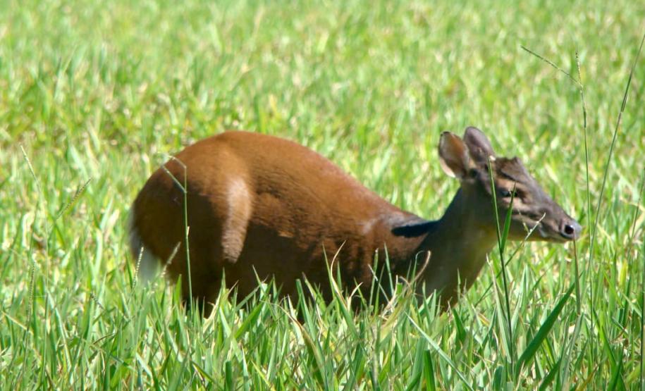 Com 108 novos animais, governo atualiza Lista de Espécies da Fauna Ameaçada
