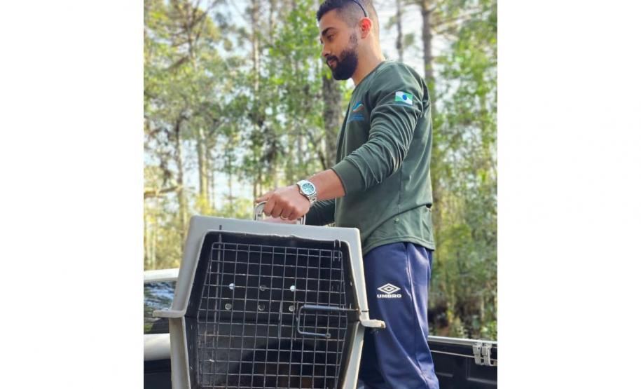 IAT devolve à natureza tamanduá-mirim encontrado por moradores em General Carneiro