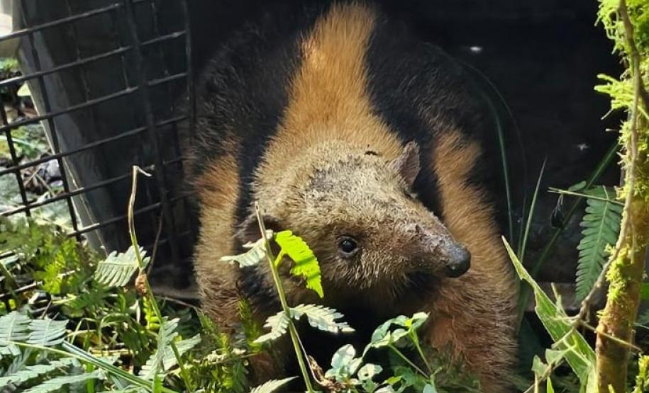 IAT devolve à natureza tamanduá-mirim encontrado por moradores em General Carneiro