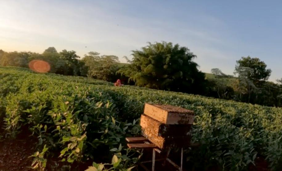 Com apoio do IDR-PR, abelhas produzem mel e aumentam produção de grãos no Noroeste