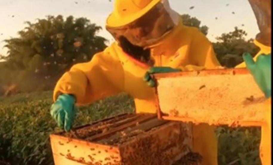 Com apoio do IDR-PR, abelhas produzem mel e aumentam produção de grãos no Noroeste