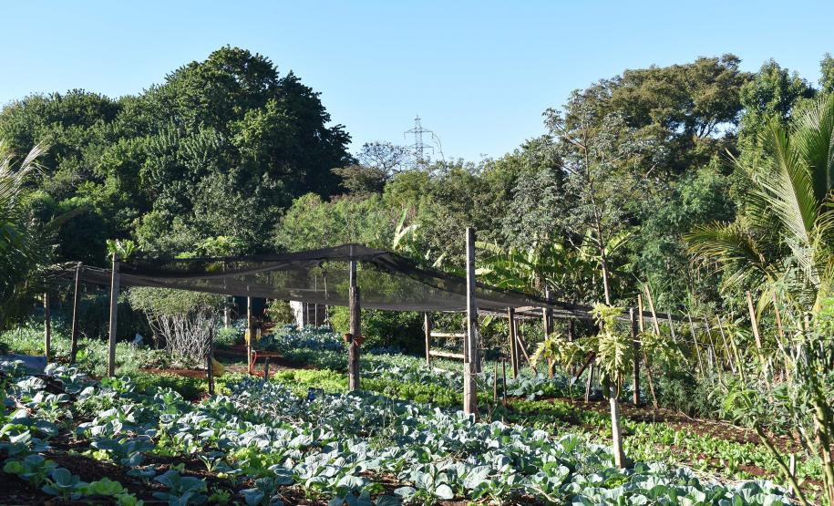 Horta comunitária sob linhas de alta tensão da Copel em Maringá recebe comitiva peruana
