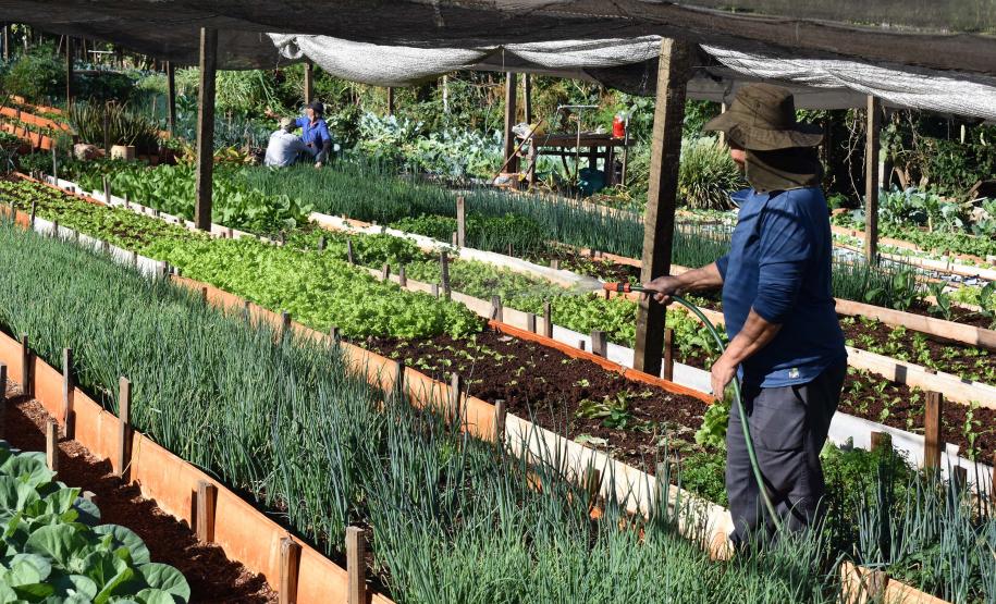 Horta comunitária sob linhas de alta tensão da Copel em Maringá recebe comitiva peruana