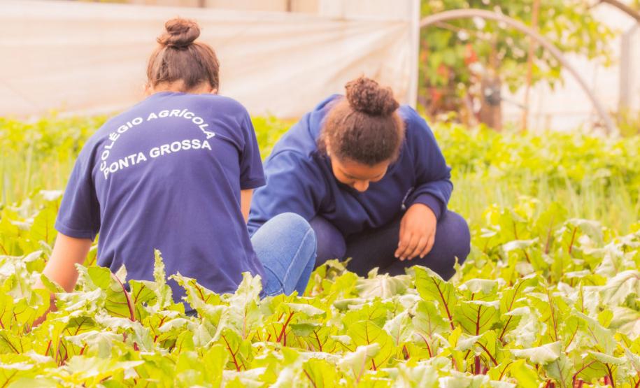 Colégio Agrícola da UEPG abre processo seletivo para ingresso em 2025