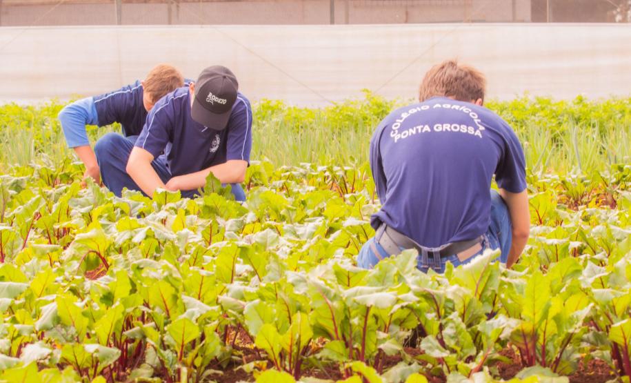 Colégio Agrícola da UEPG abre processo seletivo para ingresso em 2025