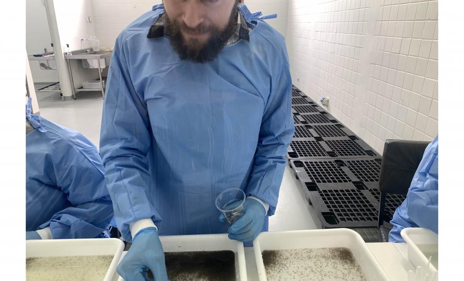 58 milhões de wolbitos devem ajudar Londrina no combate à dengue e arboviroses