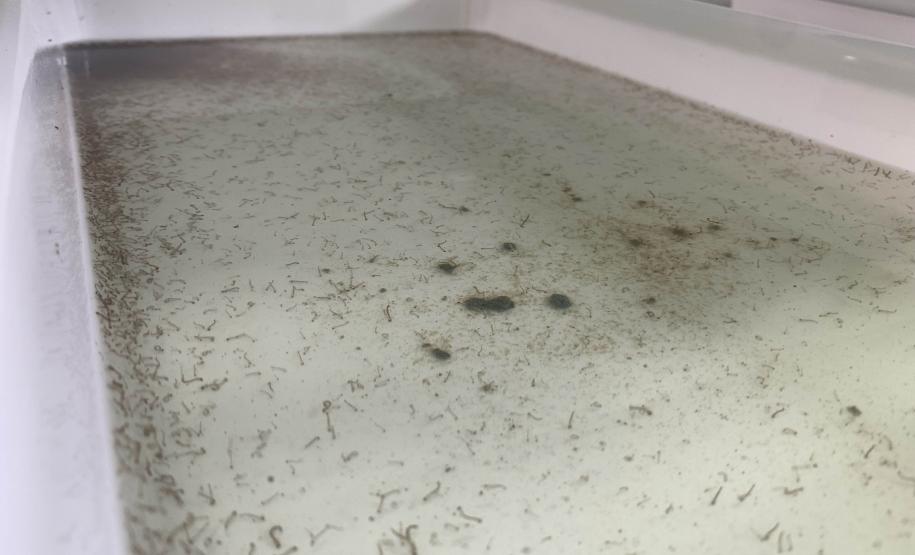 58 milhões de wolbitos devem ajudar Londrina no combate à dengue e arboviroses