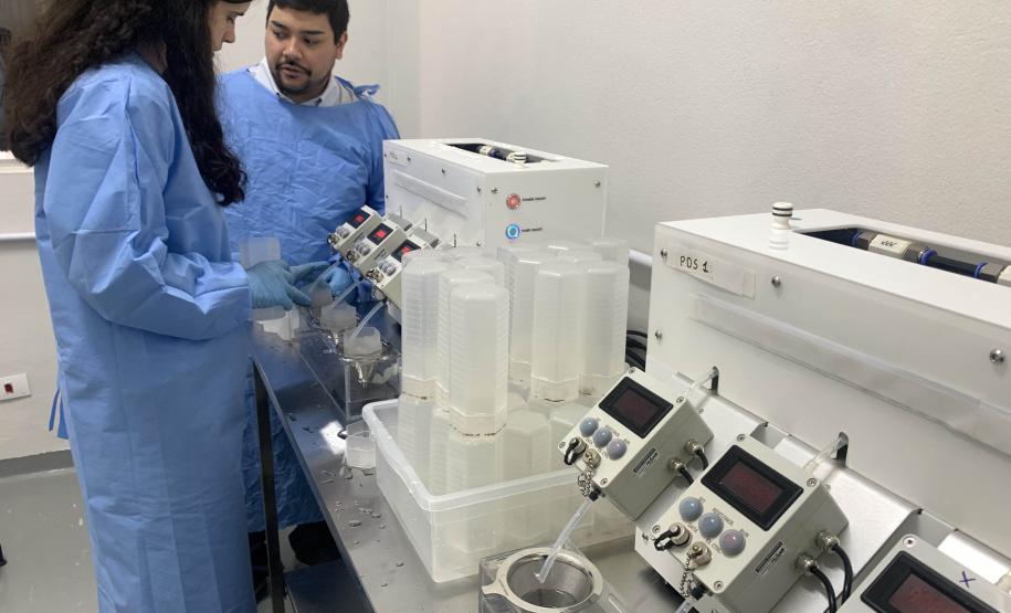 58 milhões de wolbitos devem ajudar Londrina no combate à dengue e arboviroses