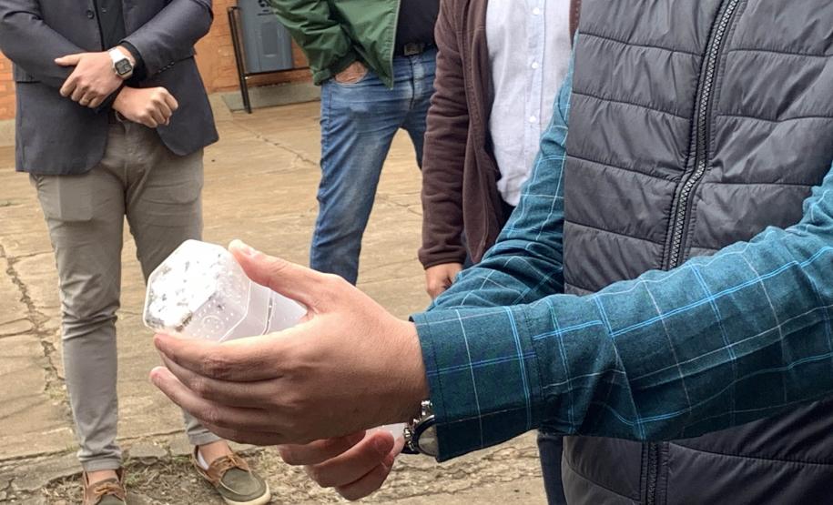 58 milhões de wolbitos devem ajudar Londrina no combate à dengue e arboviroses