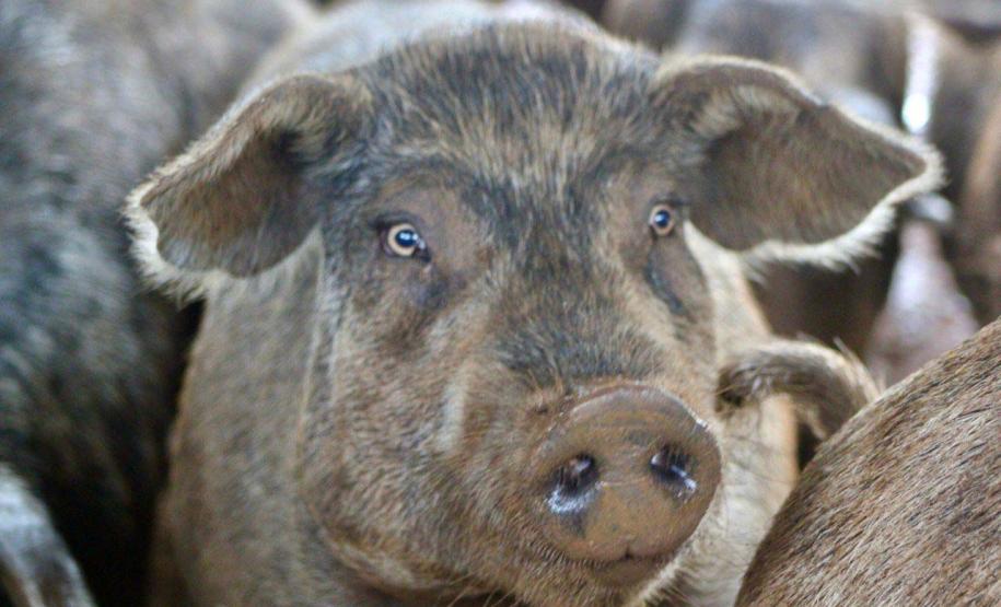 Paraná estuda legislação de biosseguridade específica sobre criação de porco moura