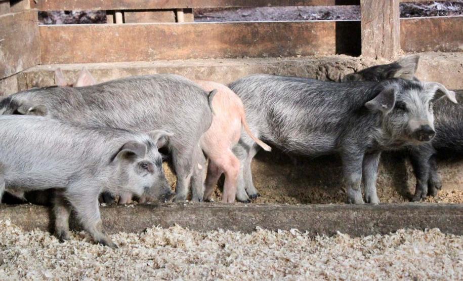 Paraná estuda legislação de biosseguridade específica sobre criação de porco moura