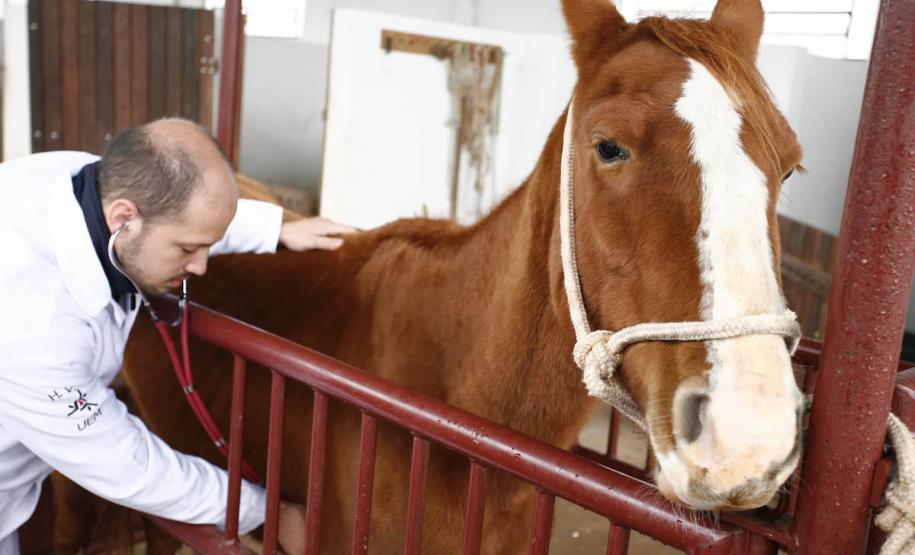 Localizado em Umuarama, HVU projeta expansão na infraestrutura e no atendimento a animais de pequeno e grande porte
