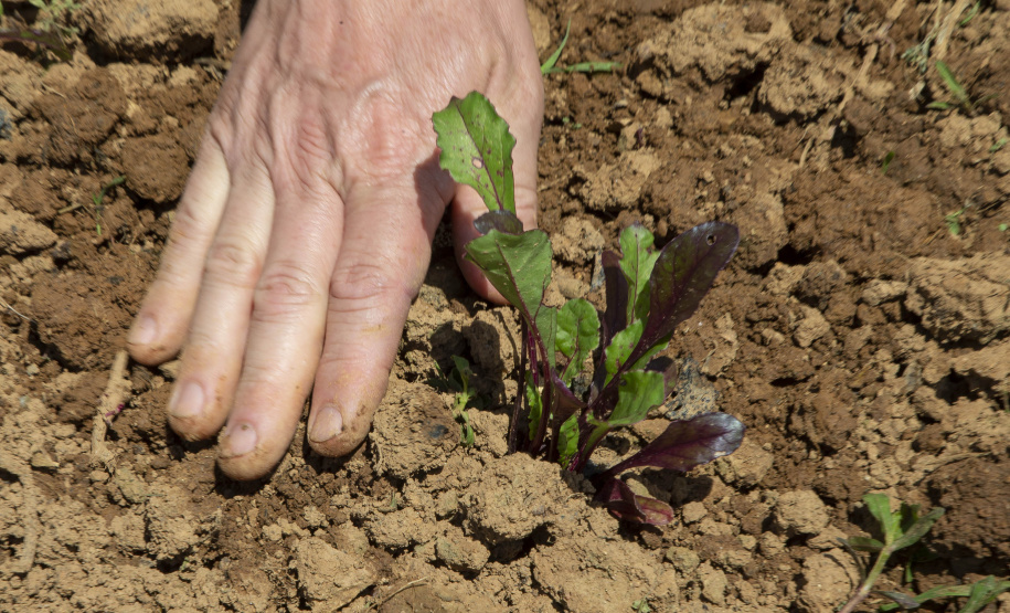 SÃO JOSÉ DOS PINHAIS (BRASIL), 25/10/2024; O produtor de orgânicos Luiz Claudio Ravaglio da Rocha que é certificado pelo TECPAR, Paraná, Brasil.