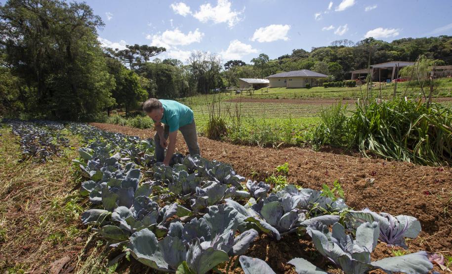 SÃO JOSÉ DOS PINHAIS (BRASIL), 25/10/2024; O produtor de orgânicos Luiz Claudio Ravaglio da Rocha que é certificado pelo TECPAR, Paraná, Brasil.